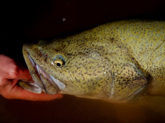 Report: Winter Cod